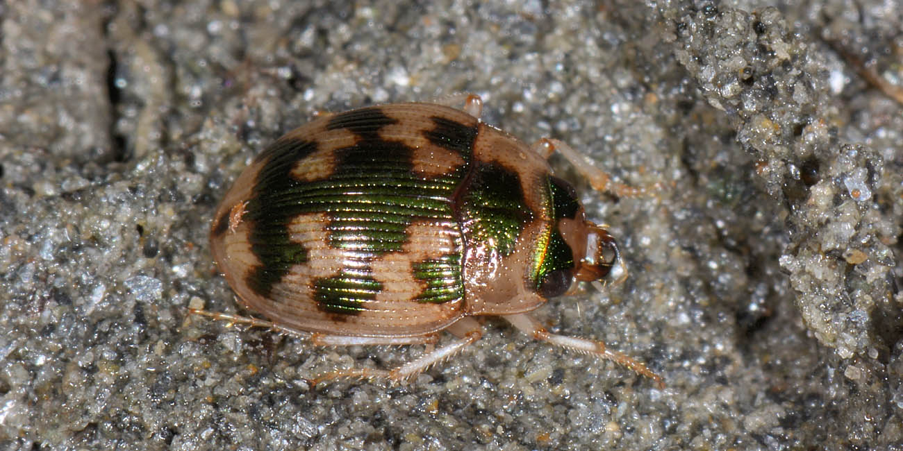 Carabidae: Omophron limbatum